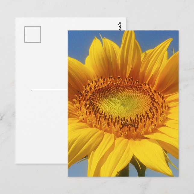 Postal Girasol amarillo (Anverso / Reverso)