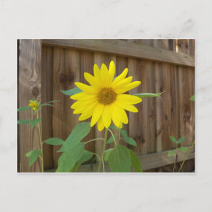 Postal Girasol amarillo cerca de una cerca marrón