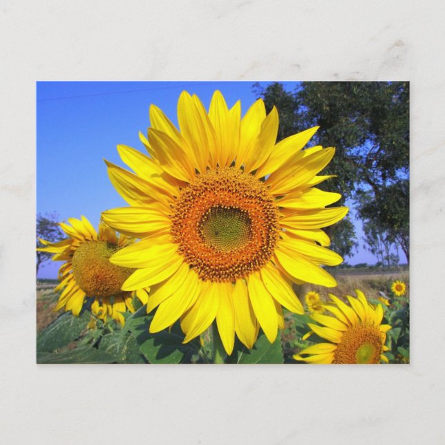 Postal Girasol amarillo-sol (Anverso)