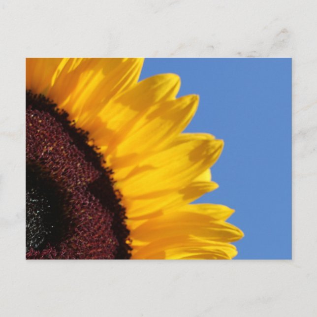 Postal Girasol amarillo y cielo azul (Anverso)