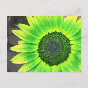 Postal Girasol amarillo y verde