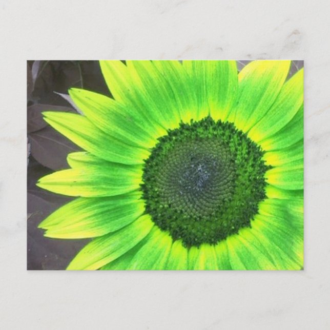 Postal Girasol amarillo y verde (Anverso)