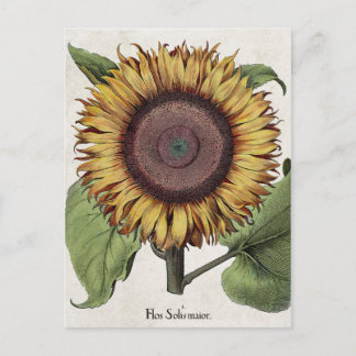 Postal Girasol botánico vintage