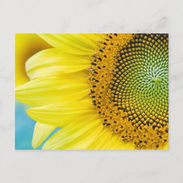 Postal Girasol brillante (Anverso)