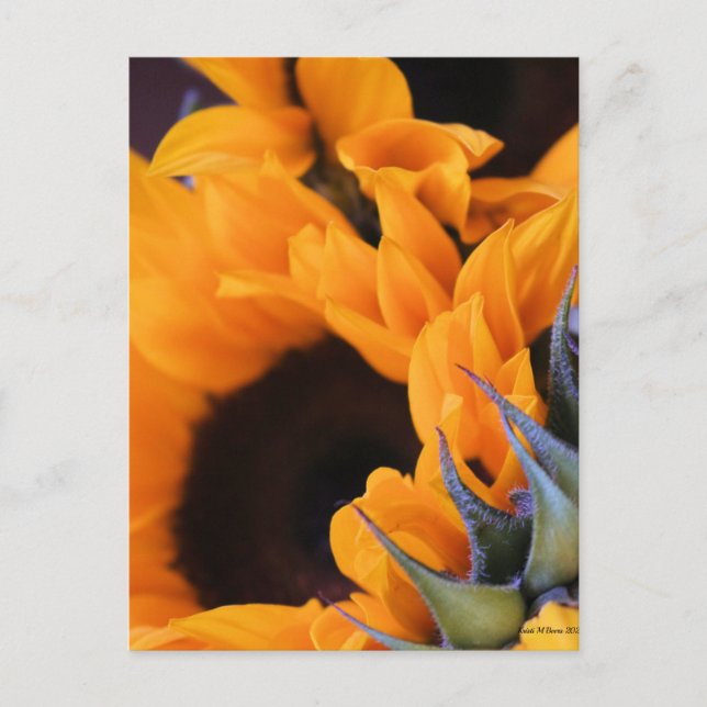 Postal Girasol brillante de verano (Anverso)