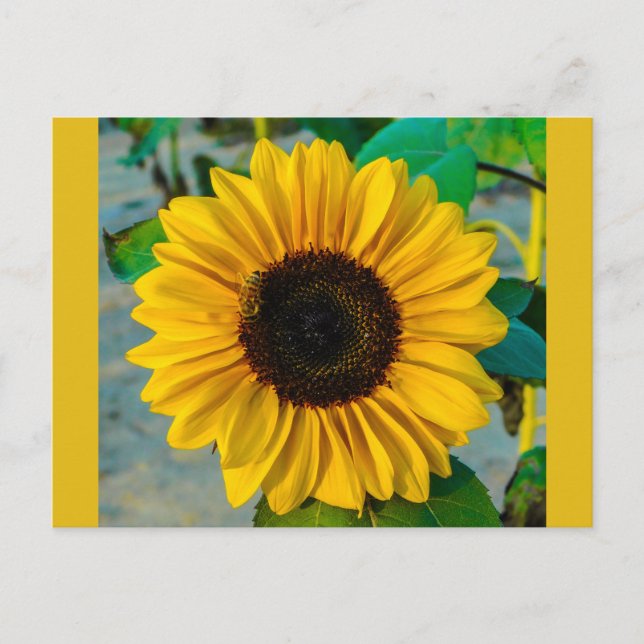 Postal Girasol con Abeja (Anverso)