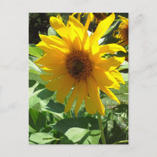 Postal Girasol con abejas