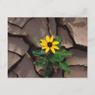 Postal Girasol creciendo desde barro agrietado