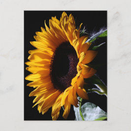 Postal Girasol en el estudio 1