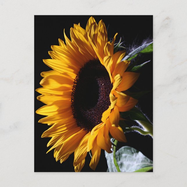 Postal Girasol en el estudio 1 (Anverso)