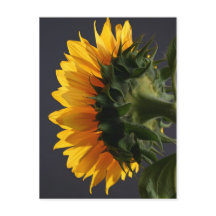 Girasol en el estudio 2