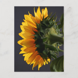 Postal Girasol en el estudio 2