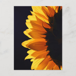 Postal Girasol en el estudio 4