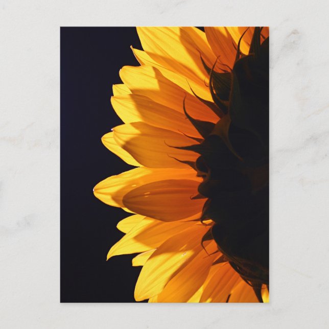 Postal Girasol en el estudio 4 (Anverso)