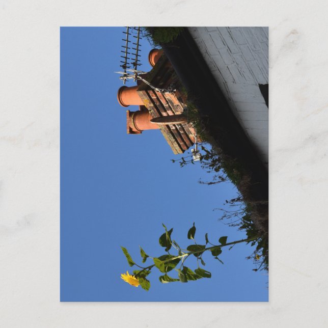 Postal Girasol en el techo. (Anverso)