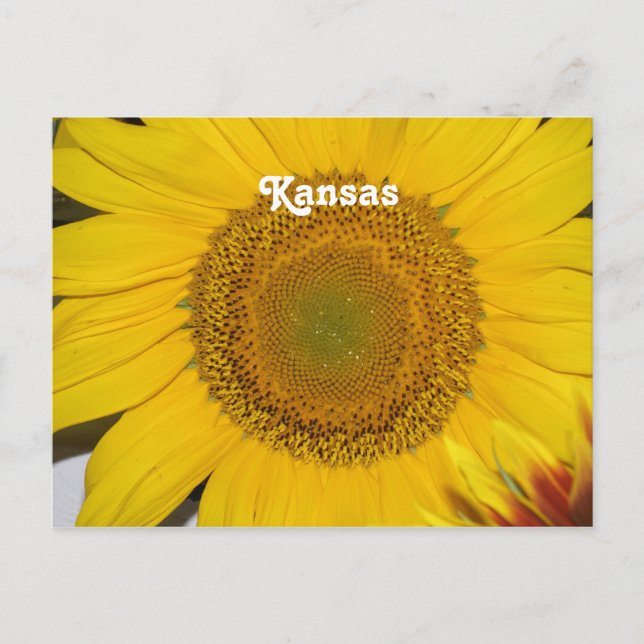 Postal Girasol en Kansas (Anverso)