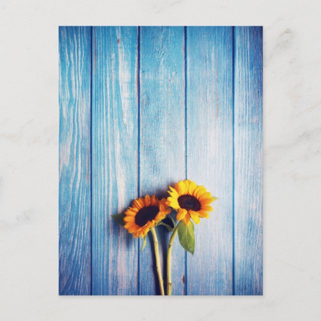 Postal Girasol en la pared de la madera azul (Anverso)
