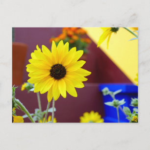 Postal Girasol en mi patio