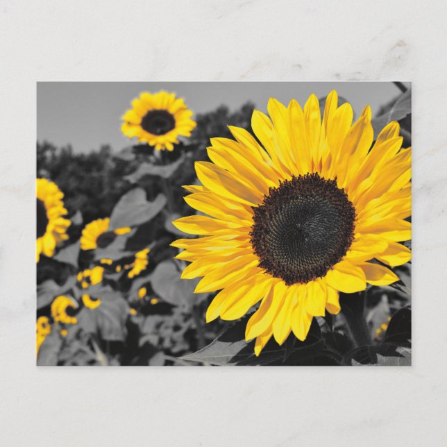 Postal Girasol: Esplandor Amarillo De Color (Anverso)