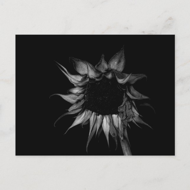 Postal Girasol - Fotografía Bella Artes (Anverso)