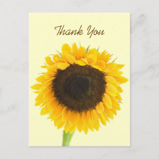 Postal Girasol Gracias Postcard