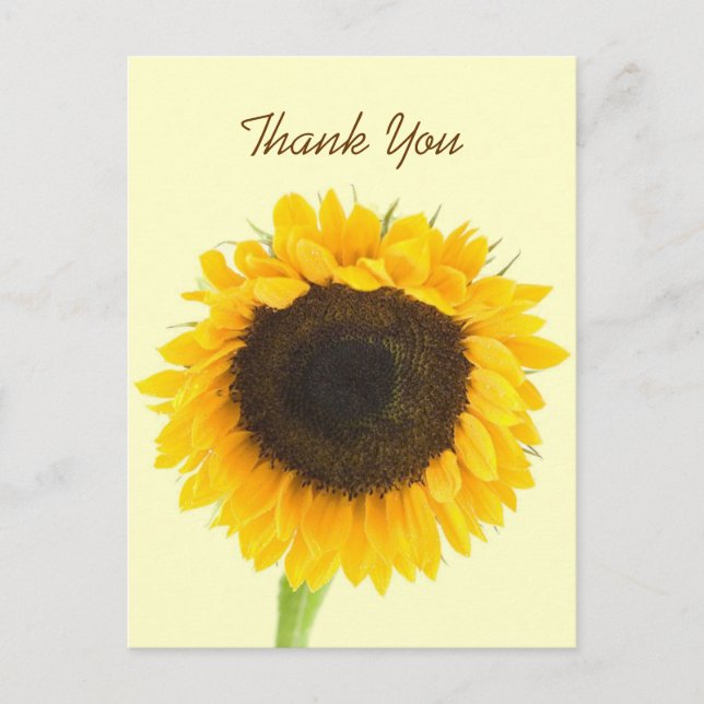 Postal Girasol Gracias Postcard (Anverso)