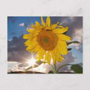 Postal Girasol híbrido soplando en el viento al atardecer