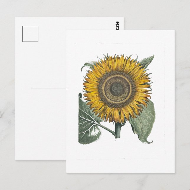 Postal Girasol Hortus Eystettensis, 1713  (Anverso / Reverso)