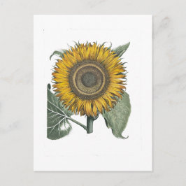 Postal Girasol Hortus Eystettensis, 1713 