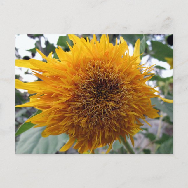 Postal Girasol Hugable (Anverso)