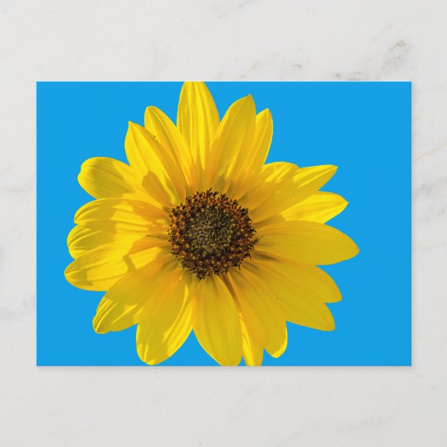 Postal Girasol iluminado (Helianthus) (Anverso)