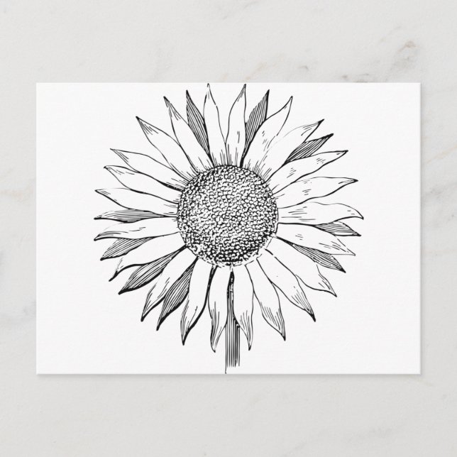 Postal Girasol ilustrado (Anverso)