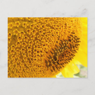 Postal Girasol - macro