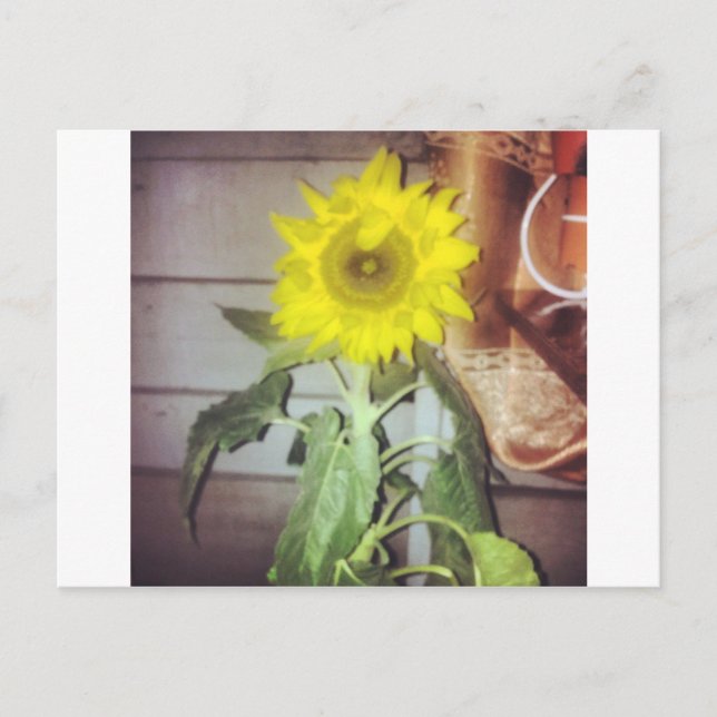 Postal girasol nueve por la tarde (Anverso)
