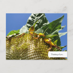Postal girasol personalizable