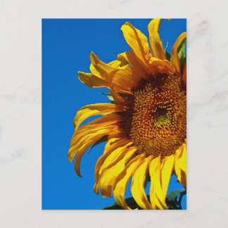 Postal Girasol - Postcard