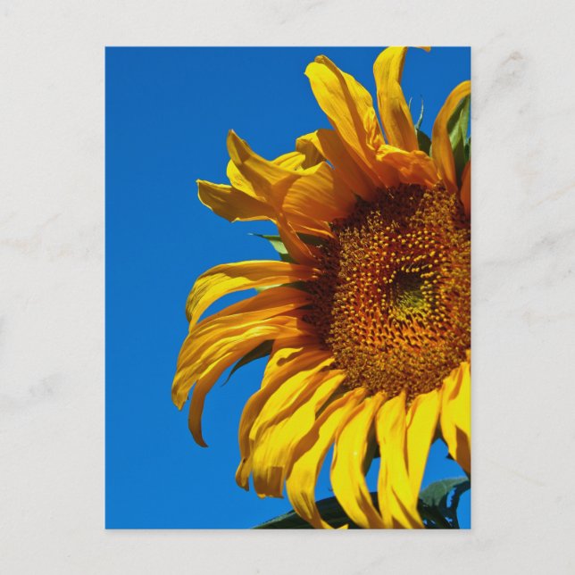 Postal Girasol - Postcard (Anverso)