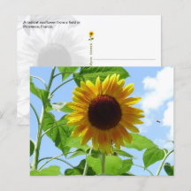 Girasol Radiante, Provenza, Francia -