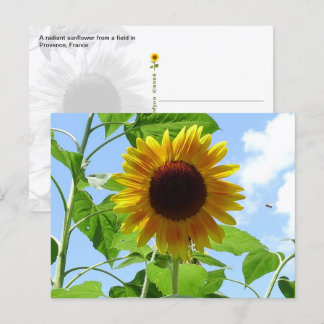 Postal Girasol Radiante, Provenza, Francia -