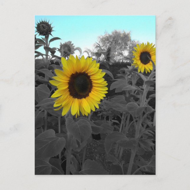 Postal Girasol recuperado (Anverso)