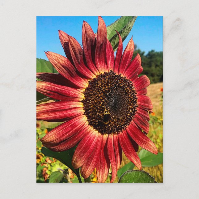 Postal Girasol rojo con abeja (Anverso)