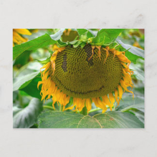 Postal Girasol sonriente