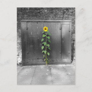 Postal Girasol urbano
