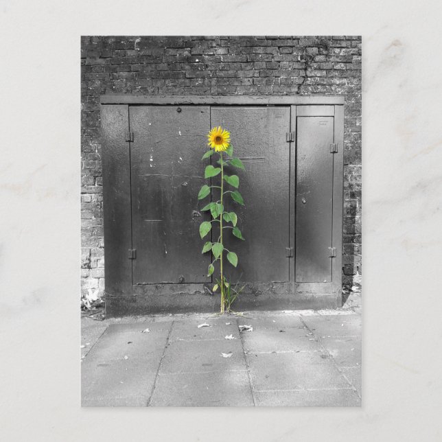 Postal Girasol urbano (Anverso)