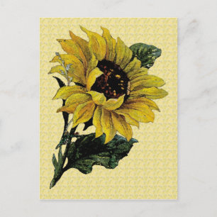 Postal Girasol vintage