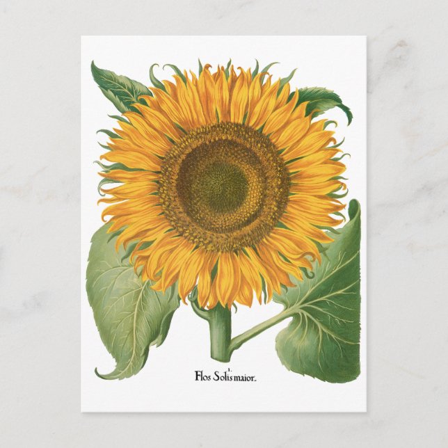 Postal Girasol vintage por Basilius Besler (Anverso)