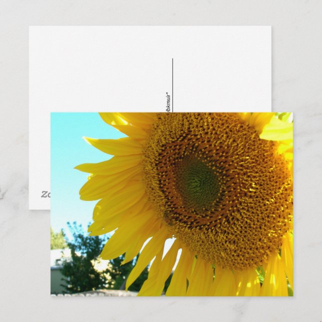 Postal - Girasol y Abeja (Anverso / Reverso)