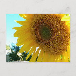Postal - Girasol y abeja