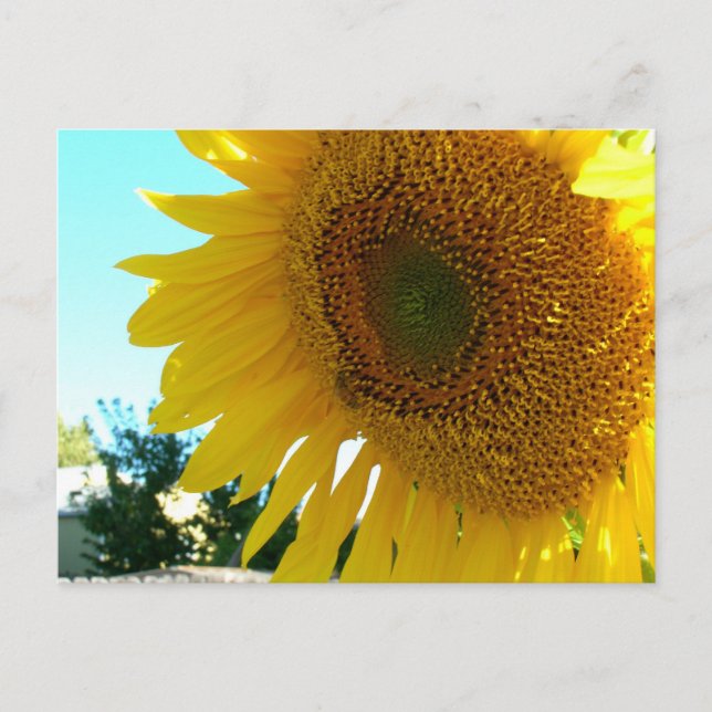 Postal - Girasol y abeja (Anverso)