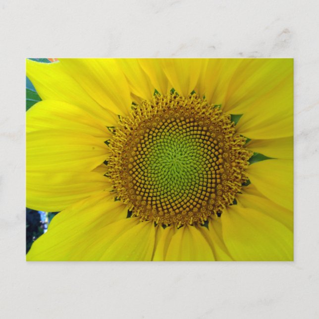 Postal Girasol y semillas, espiral, relación dorada (Anverso)